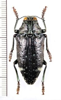 タマムシの一種　Polybothris luczoti　マダガスカル