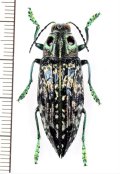 眼状紋を持つタマムシの一種　Madecassia ophthalmica　♂　マダガスカル