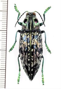 眼状紋を持つタマムシの一種　Madecassia ophthalmica　♂　マダガスカル