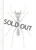 アリの一種　Paraponera clavata　♀   フランス領ギアナ