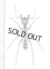 アリの一種　Paraponera clavata　♀   フランス領ギアナ