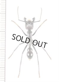 アリの一種　Paraponera clavata　♀   フランス領ギアナ