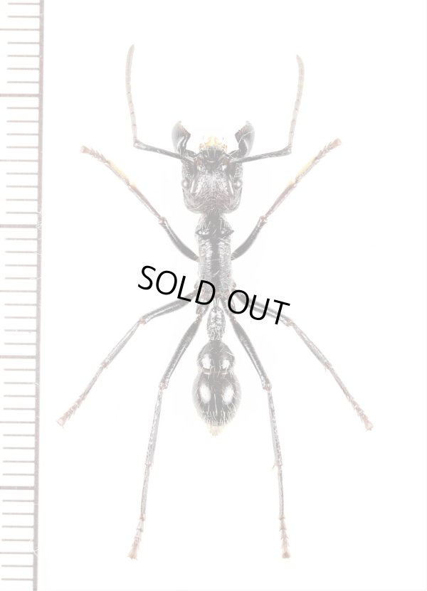 画像1: アリの一種　Paraponera clavata　♀   フランス領ギアナ
