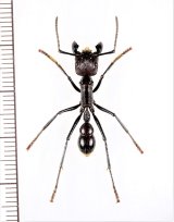 アリの一種　Paraponera clavata　♀   ペルー