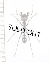 アリの一種　Paraponera clavata　♀   ペルー