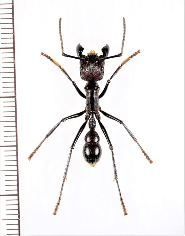 画像1: アリの一種　Paraponera clavata　♀   ペルー