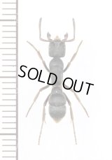 アリの一種　Formicidae species　♀　インド