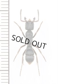 アリの一種　Formicidae species　♀　インド
