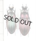 オサムシの一種　Carabus excellens lomnitzkii　ペア　ウクライナ