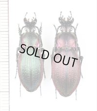 オサムシの一種　Carabus excellens lomnitzkii　ペア　ウクライナ
