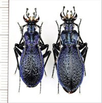 オサムシの一種　Carabus intricatus　ペア　ウクライナ