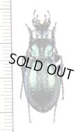 オサムシの一種　Carabus obsoletus tesari　♂　ウクライナ
