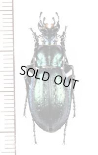 オサムシの一種　Carabus obsoletus tesari　♂　ウクライナ