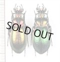 オサムシの一種　Carabus obsoletus obsoletus　ペア　ウクライナ