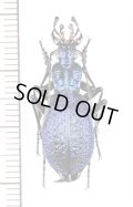 オサムシの一種　Carabus intricatus　♂　ウクライナ