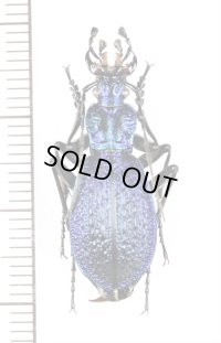 オサムシの一種　Carabus intricatus　♂　ウクライナ