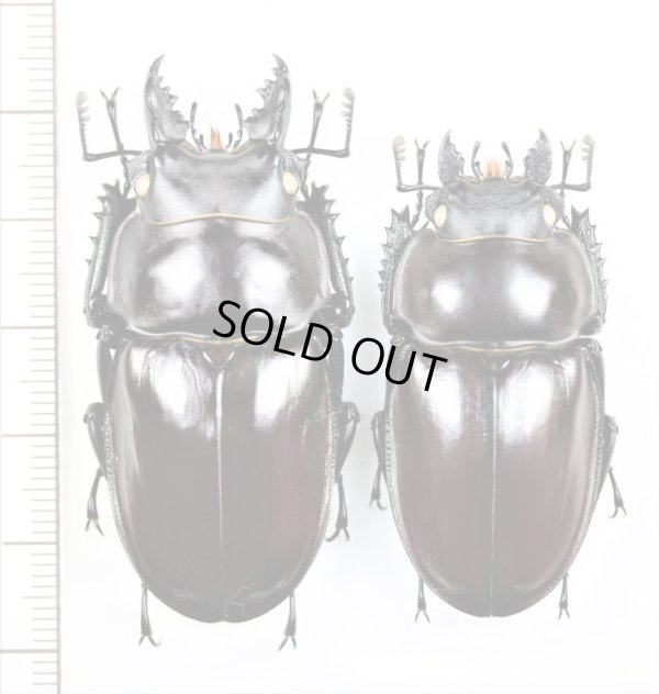 画像1: ヤエヤママルバネクワガタ　ペア  ♂52mm♀44.6mm　　石垣島