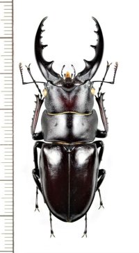 ヤエヤマノコギリクワガタ　大型♂57.7mm　石垣島