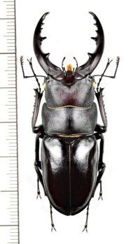 ヤエヤマノコギリクワガタ　大型♂59mm　石垣島