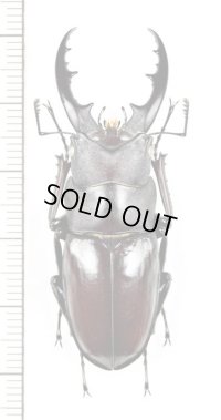 ヤエヤマノコギリクワガタ　大型♂50.5mm　石垣島
