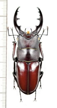 ヤエヤマノコギリクワガタ　大型♂57.5mm　西表島