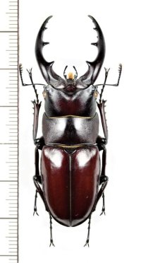 ヤエヤマノコギリクワガタ　大型♂56.5mm　石垣島