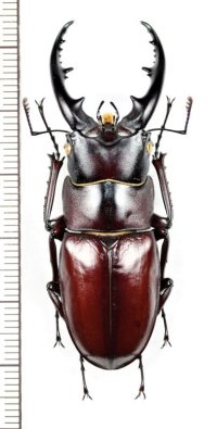 ヤエヤマノコギリクワガタ　大型♂54.8mm　西表島