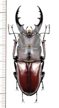 ヤエヤマノコギリクワガタ　大型♂55.6mm　西表島