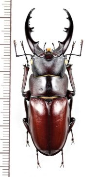 ヤエヤマノコギリクワガタ　大型♂54.3mm　西表島