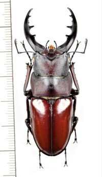 ヤエヤマノコギリクワガタ　特大♂59.7mm　西表島