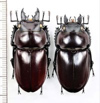 ヤエヤママルバネクワガタ　ペア  ♂44.7mm♀41.6mm　　石垣島