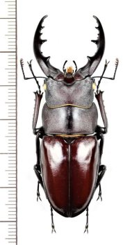 ヤエヤマノコギリクワガタ　特大♂59.7mm　石垣島