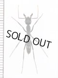 アリの一種　Formicidae species　エクアドル