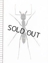 アリの一種　Formicidae species　エクアドル