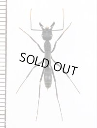 アリの一種　Formicidae species　エクアドル