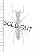 アリの一種　Formicidae species　♀　マダガスカル