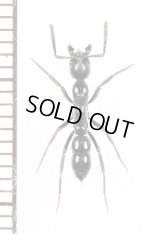 アリの一種　Formicidae species　♀　マダガスカル