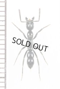 アリの一種　Formicidae species　♀　マダガスカル