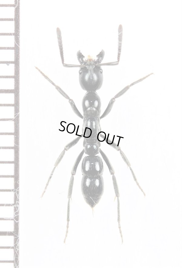 画像1: アリの一種　Formicidae species　♀　マダガスカル