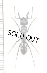 アリの一種　Formicidae species　♀　ザンビア