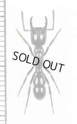アリの一種　Formicidae species　♀ 　南アフリカ