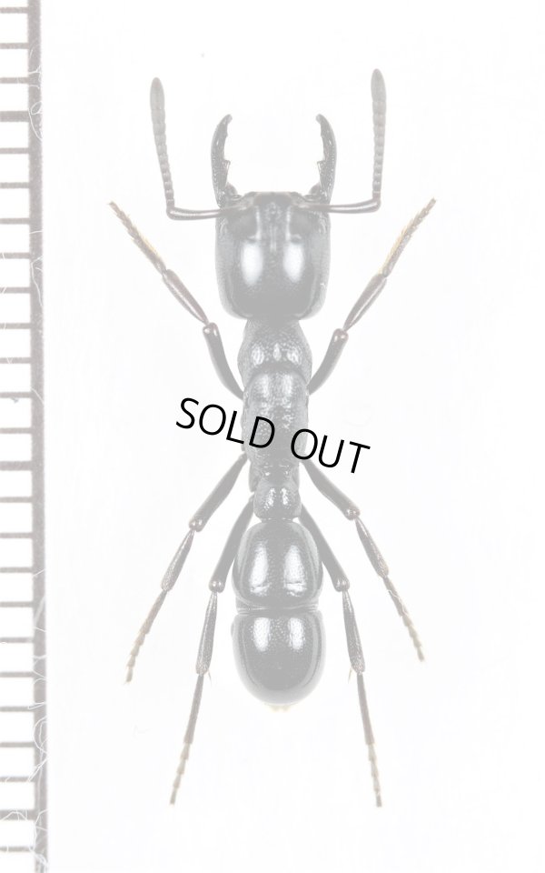 画像1: アリの一種　Formicidae species　♀ 　南アフリカ
