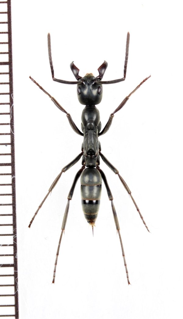 画像1: アリの一種　Formicidae species　♀　ザンビア