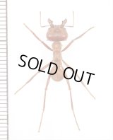 アリの一種　Atta sexdens　♀   ペルー
