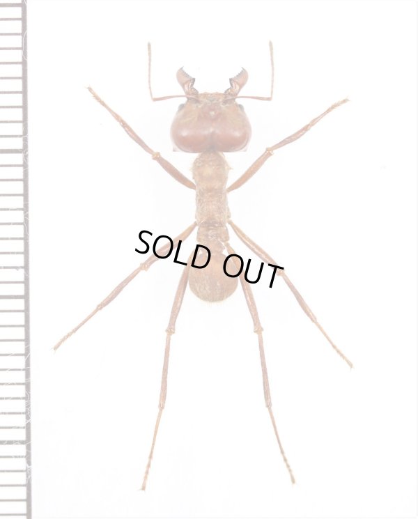 画像1: アリの一種　Atta sexdens　♀   ペルー