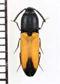 ベニボタル擬態のコメツキムシの一種　Elateridae species　オーストラリア