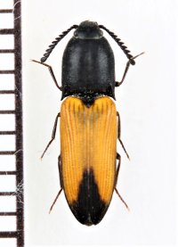 ベニボタル擬態のコメツキムシの一種　Elateridae species　オーストラリア