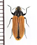 ベニボタル擬態のタマムシの一種　Castiarina nasuta　オーストラリア