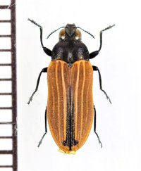 ベニボタル擬態のタマムシの一種　Castiarina nasuta　オーストラリア