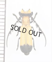 ベニボタル擬態のカミキリムシの一種　Mystacophorus mystax　♂　カメルーン